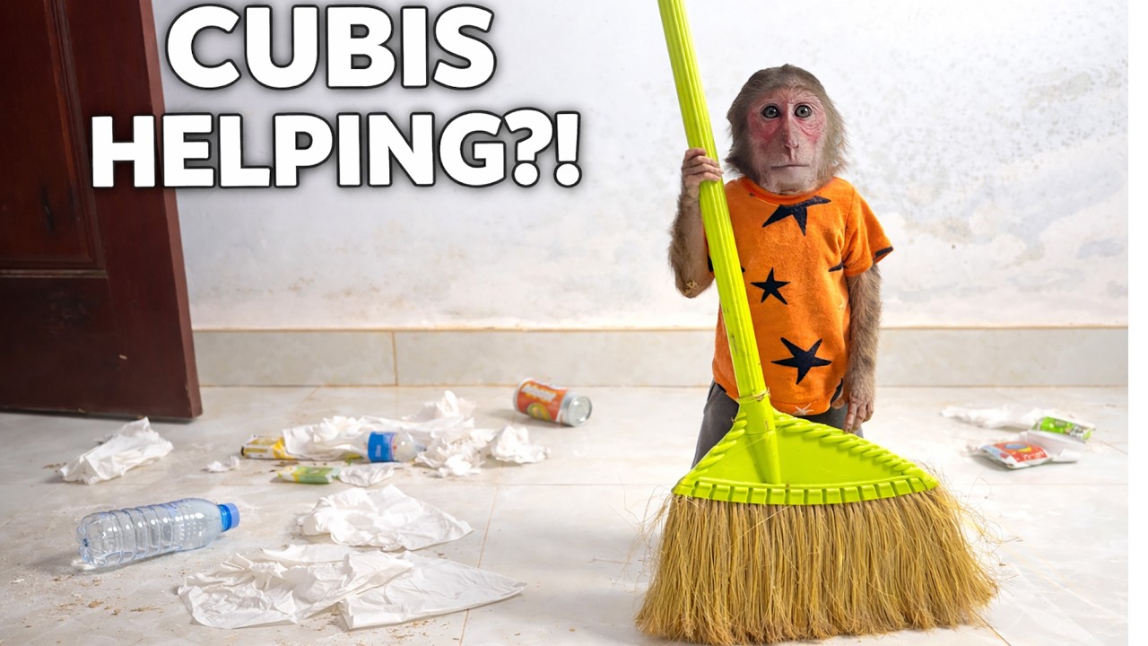 CUBIS Tries to Help Dad Clean the House… But Makes a Mess!🤣