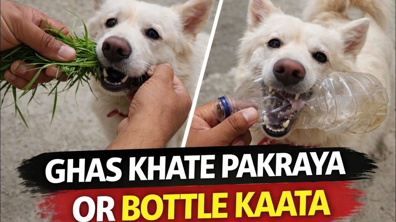 घास खाते रंगे हाथों पकड़ा 😱 फिर बॉटल के साथ खेलने लगा ।😍😍 #funny #doglife #doglove #chiku #chikubhai