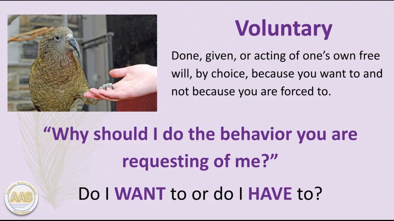 Cooperative Care for Low Stress Veterinary Procedures with Cassie Malina. Recorded April 12, 2025