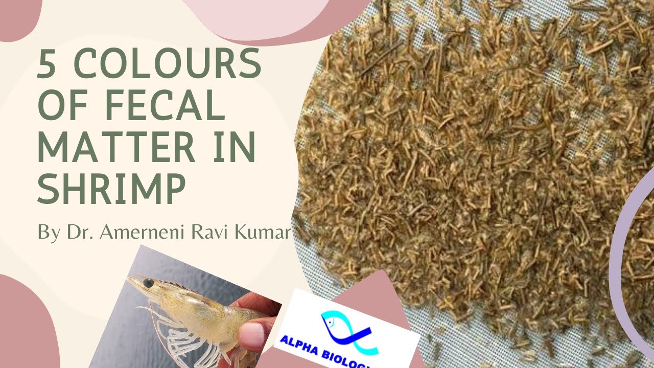 Reasons For Different Colors Of  The Fecal Matter In Shrimp