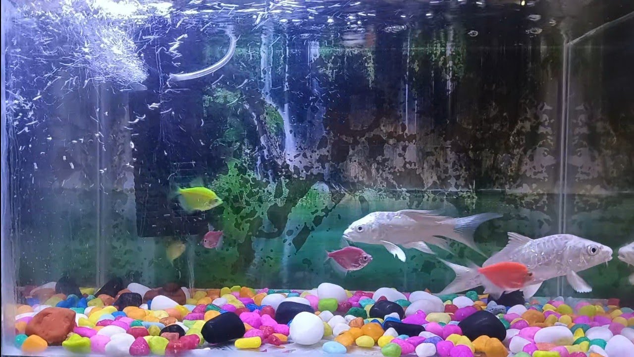 Fish Tank - 3Mins Video 
