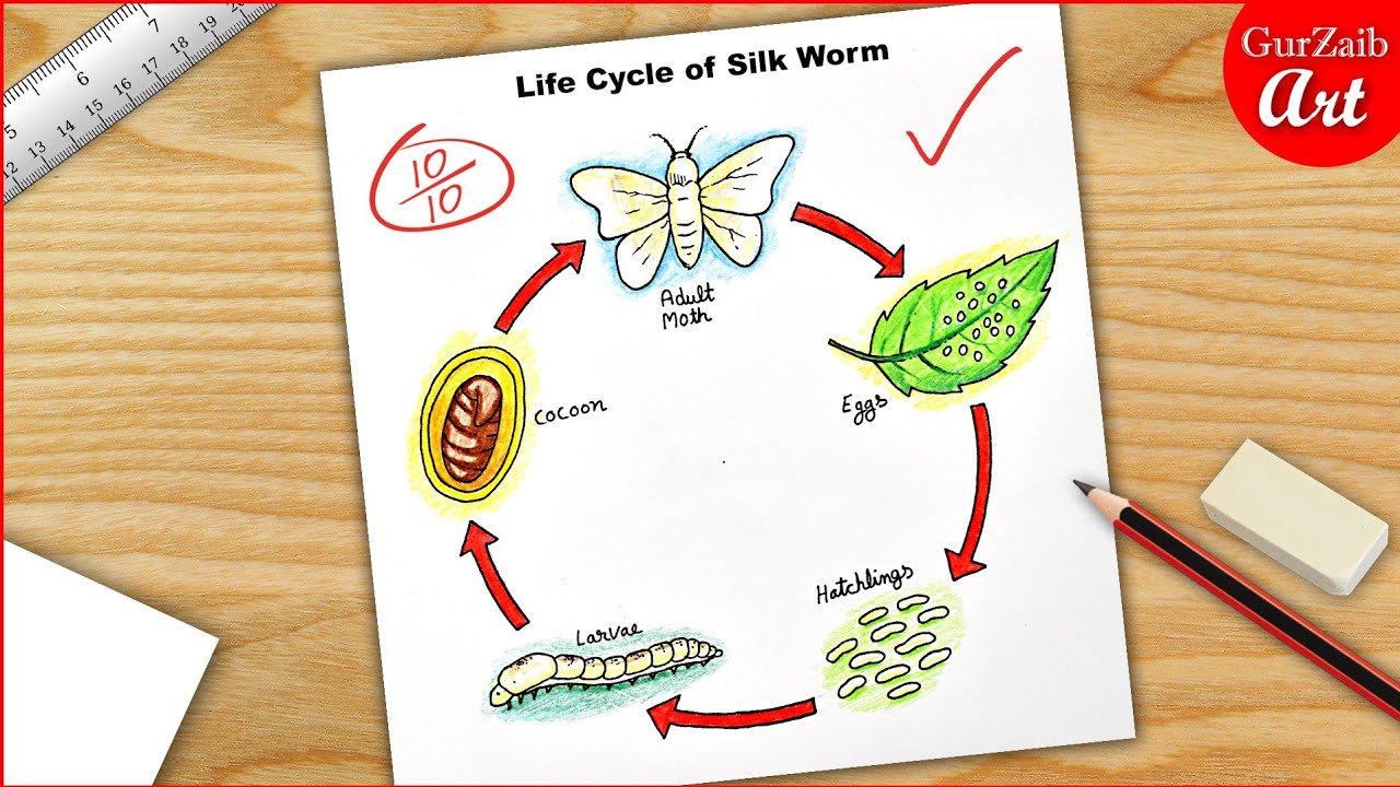 Life Cycle of Silk Worm Diagram Drawing / science project poster chart easy