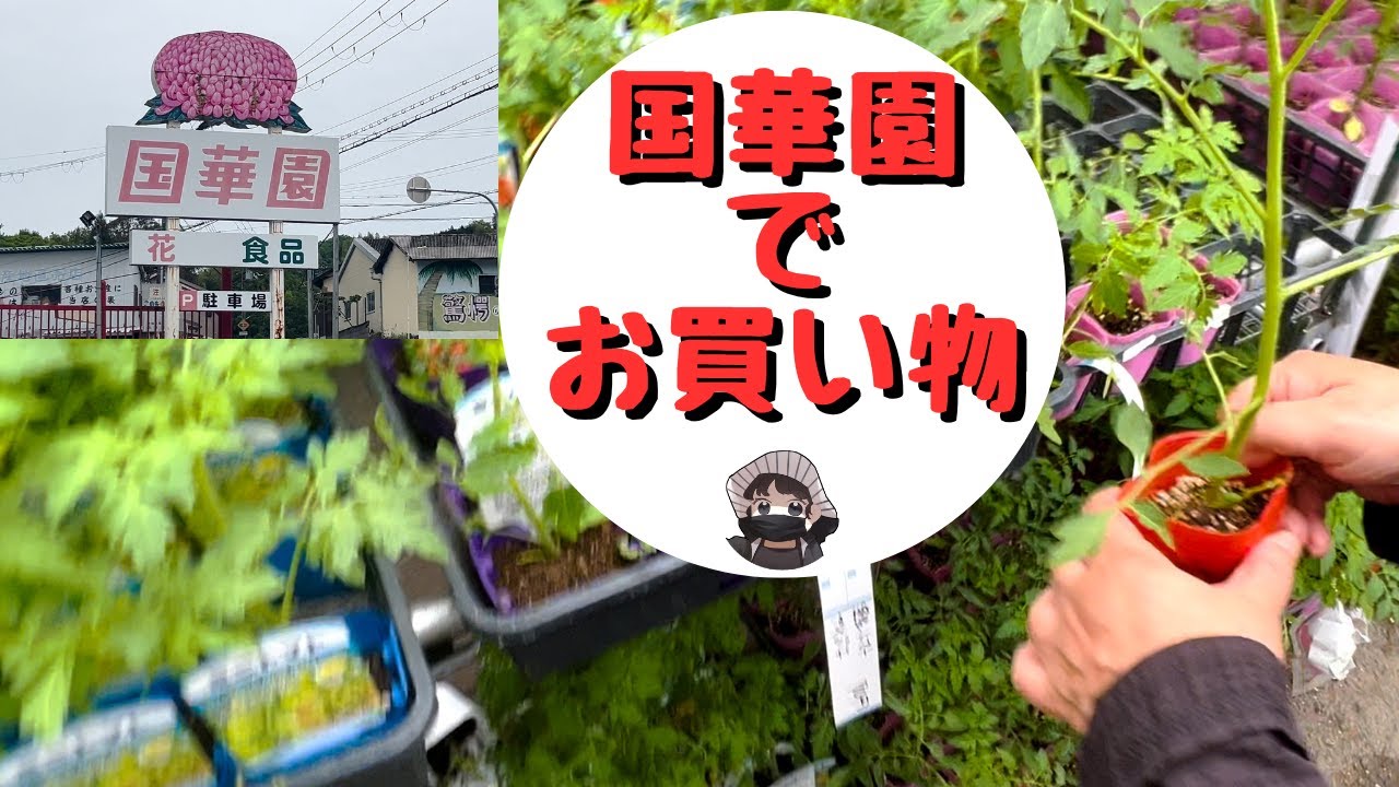 国華園で夏野菜の苗と種を買いました【国華園】【野菜苗】【野菜種】【家庭菜園】