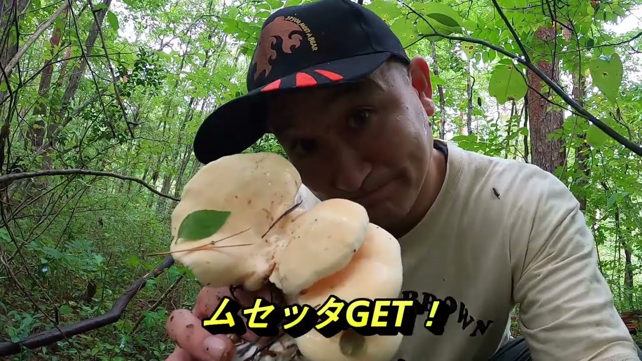 【キノコ狩り】キノコシーズン到来！ムセッタ（人形茸）を探してサブちゃんと山を散策