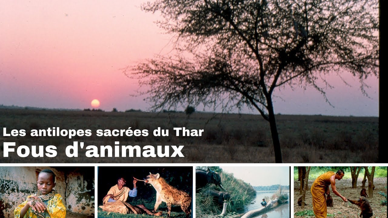 Les antilopes sacrées du Thar - Inde - Fous d'animaux