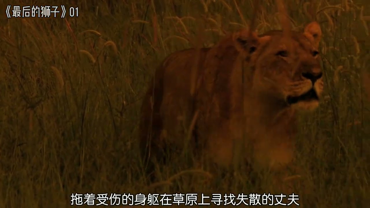 寡不敌众的老狮王悲凉断气，妻儿被迫踏上逃亡之路。