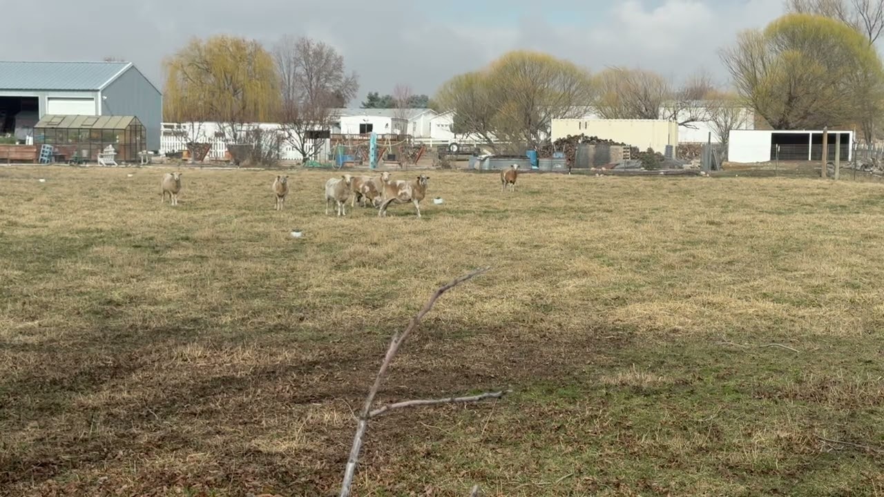 Sheep in Pasture