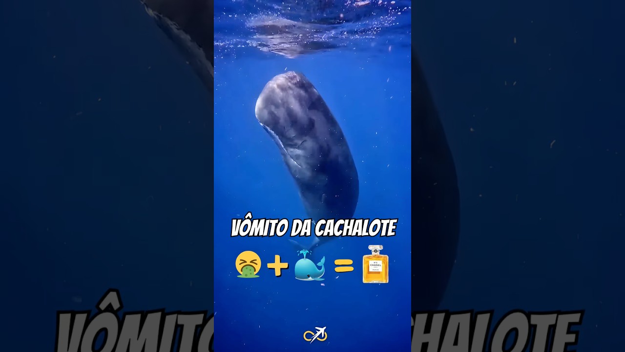 V&Ocirc;MITO mais VALIOSO do mundo! 🤮 CACHALOTE e o &Acirc;MBAR GRIS