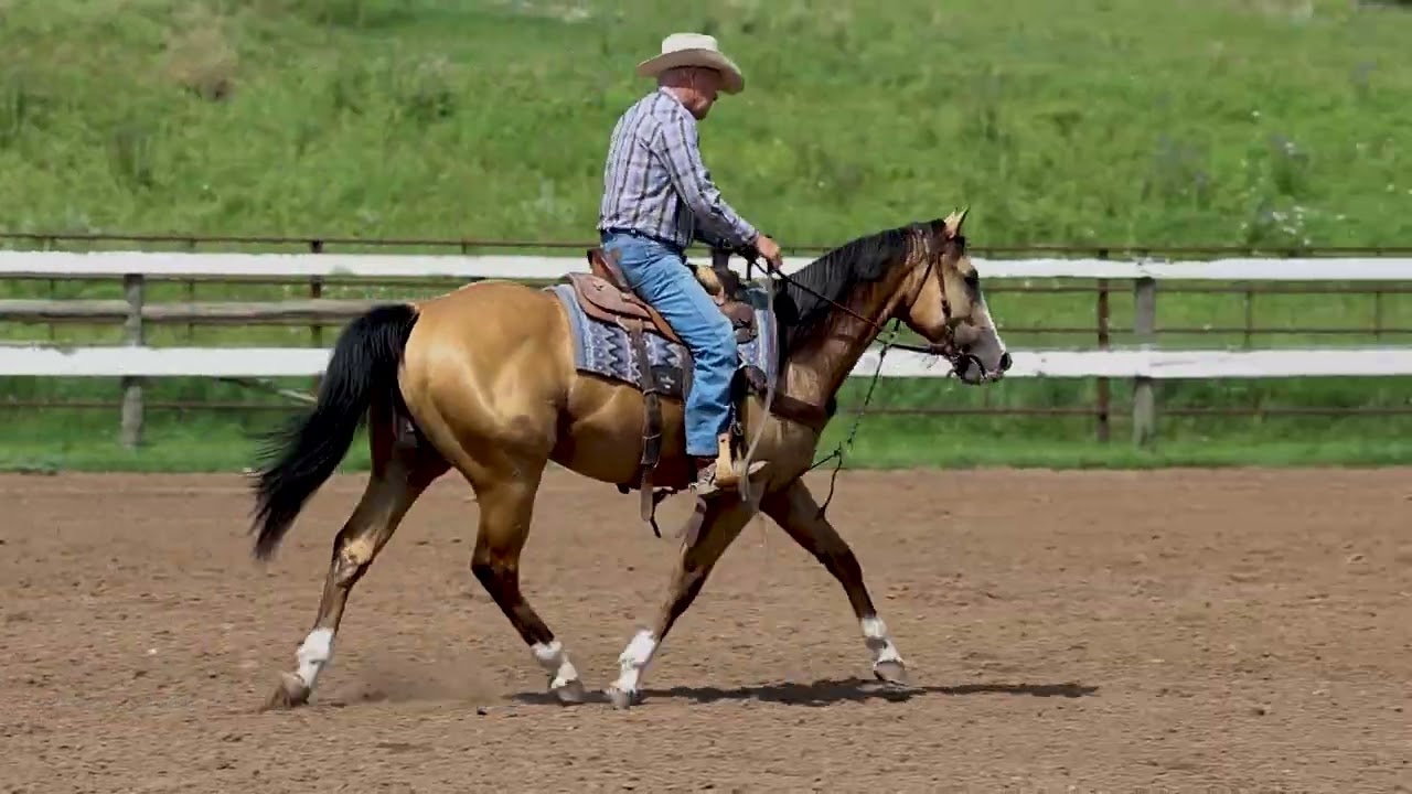 LUCKYZ MR BIG | 2023 Gelding | Lucky Wonder Horse x Guys Cash For Perks (Frenchmans Guy)