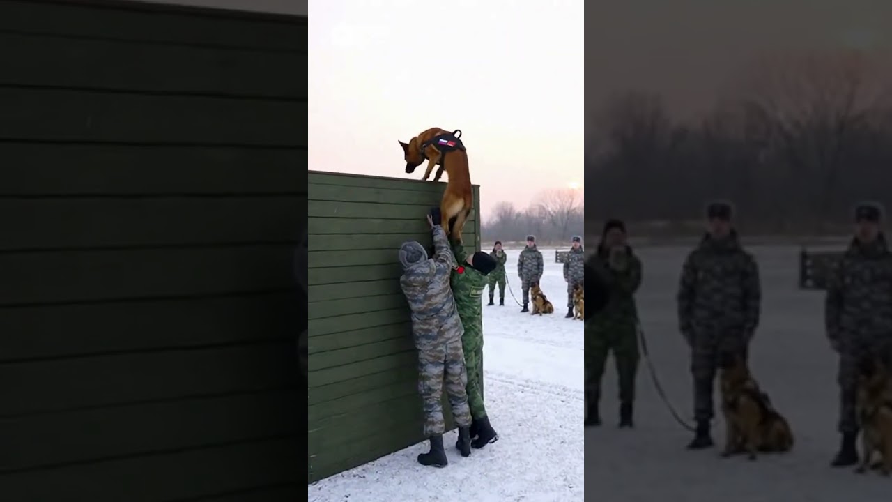"Show joint exercises between Russian and Chinese K9 units 