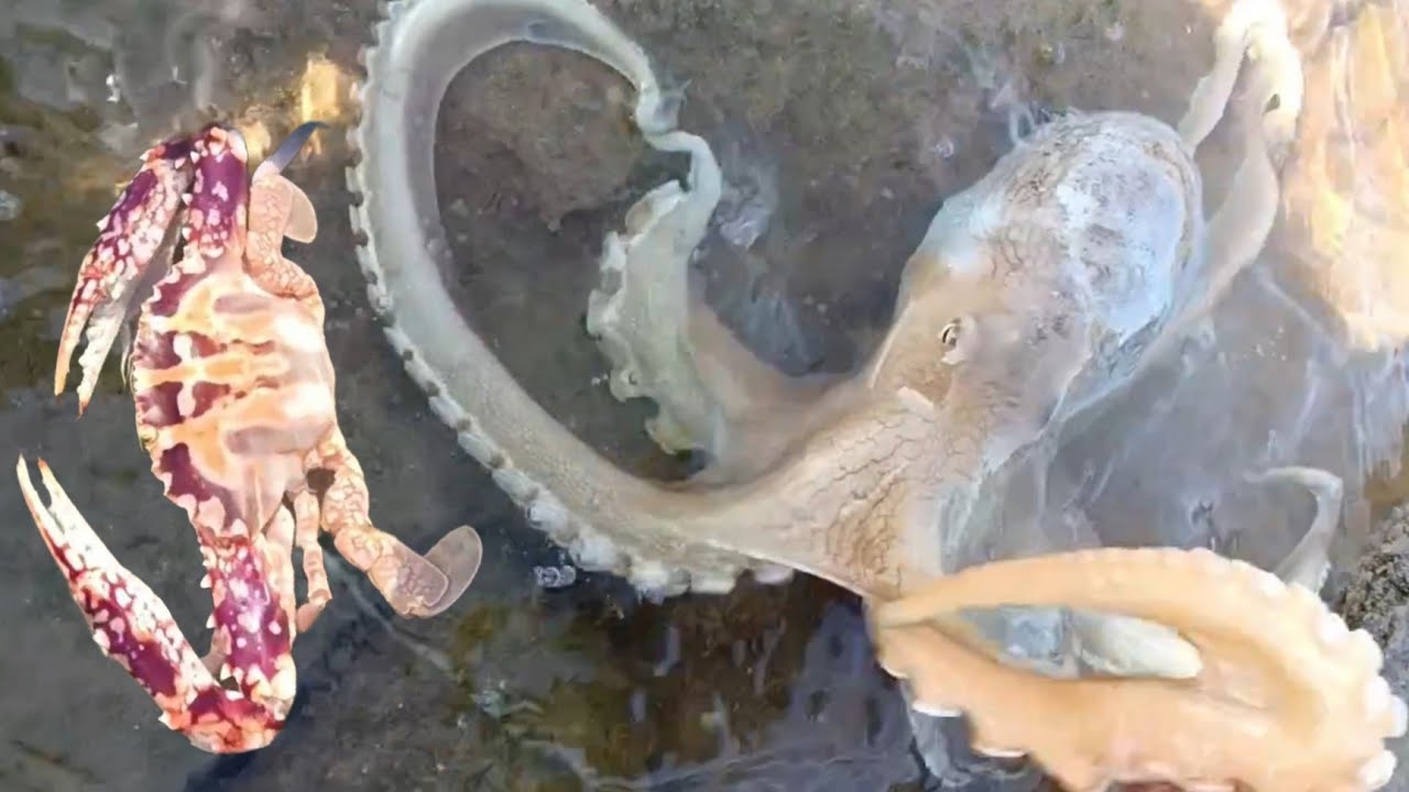 Wow! catch big squid, fish shrimp, eel, crab, lobster, Octopus, stingray, snail / Seafood 2026