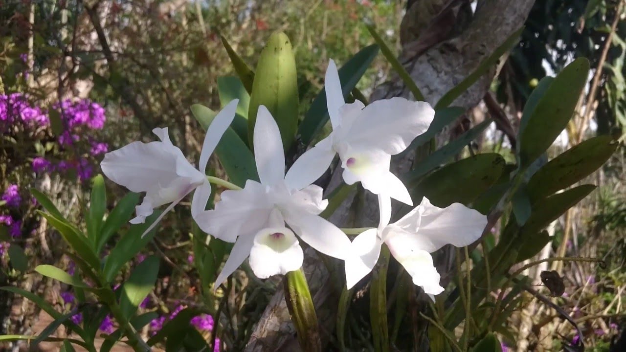 DIFERENCIAS EN LA GUARIANTE SKINNERI, GUARIA BLANCA.