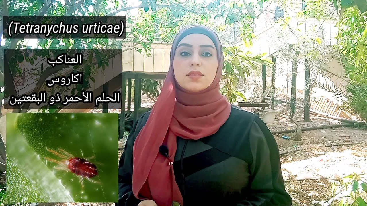 الحلم ( العناكب الحمراء ) آفة زراعية تسبب أضرار كبيرة على المزروعات  | Red Spider mite