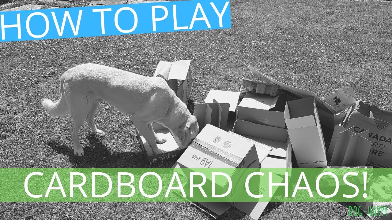 How To Play Cardboard Chaos | DOG-HAPPY Dog Training