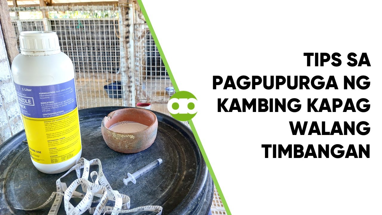Tips sa Pagpupurga ng Kambing Kapag Walang Timbangan