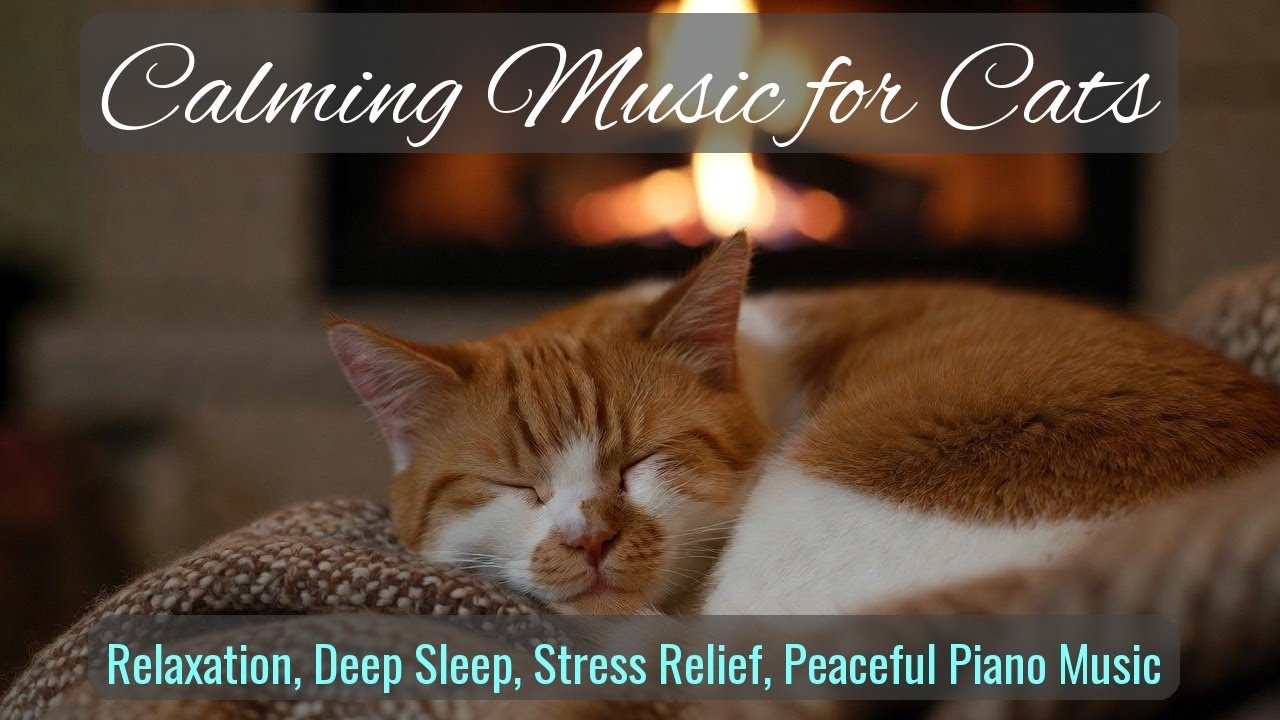 LIVE Adorable Cat Nap for Stress Free Night 😴 | Season 77