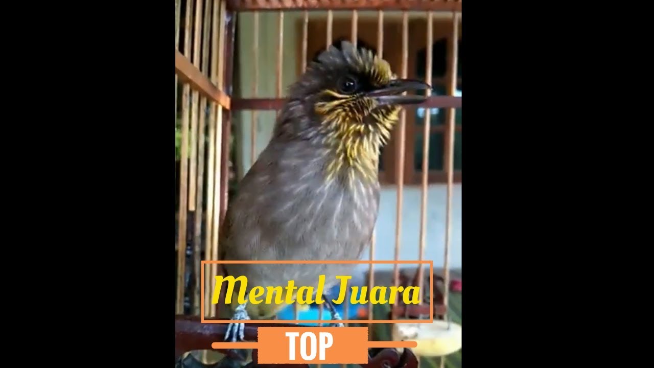 Merbah Lekir Gacor Bahanan Mental Juara