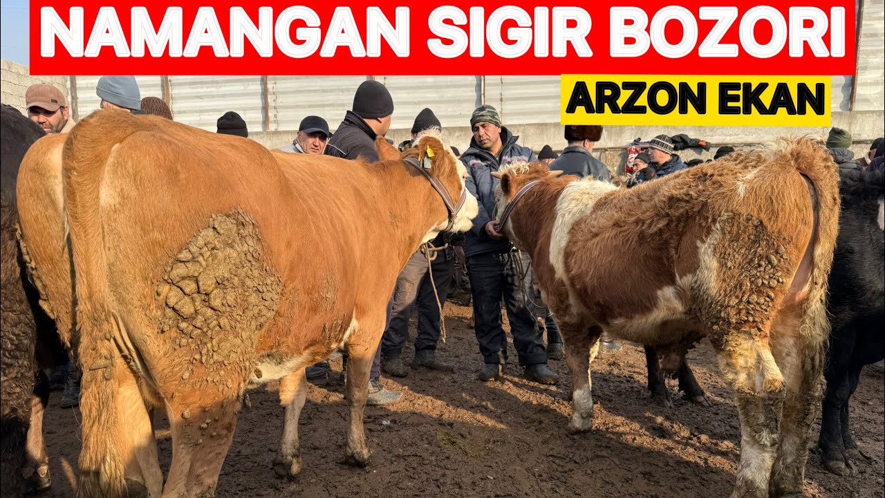 ‼️NAMANGAN BOZORI SIGIR NARXLARI🛑TANISHING