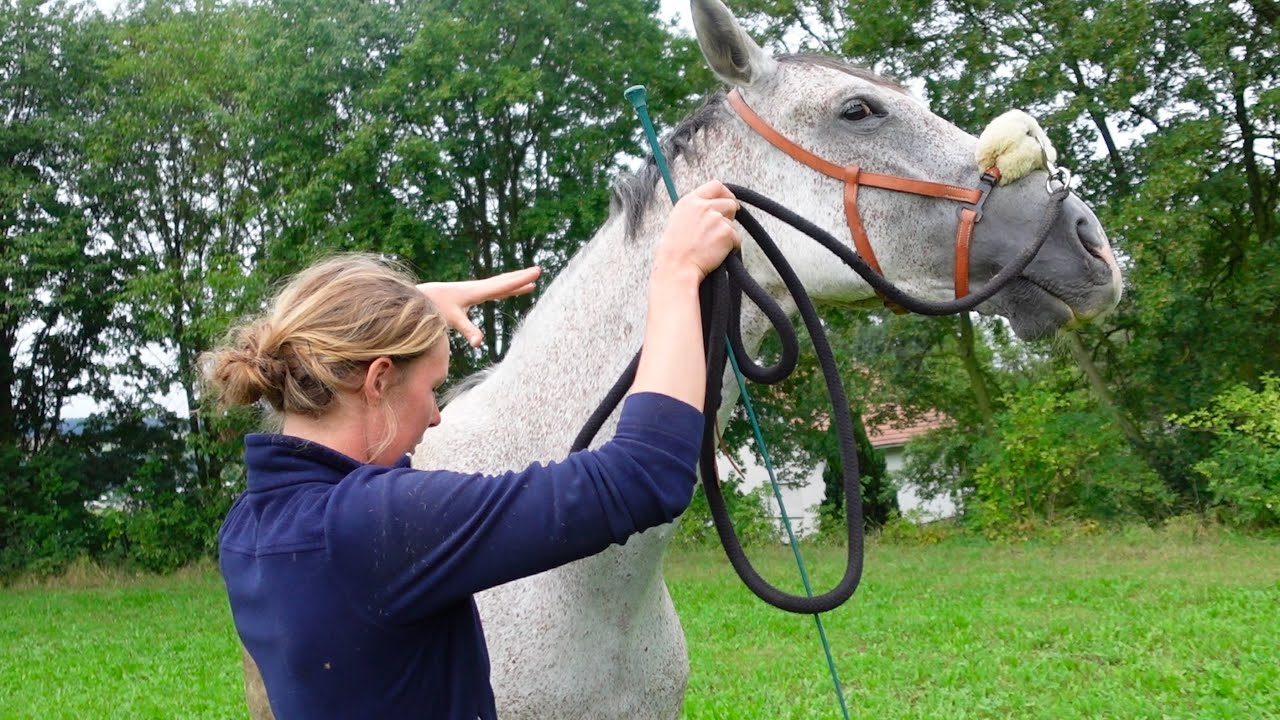 Wie man ein aufgeregtes Pferd beruhigt