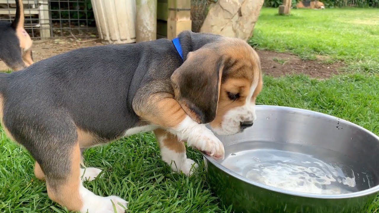 Beagle Puppies Howl and Barks : Cute Compilation!