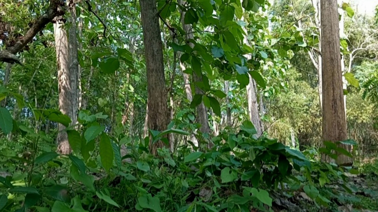 Peaceful Forest Sounds with Birds, Insects, Goats and Wind | Pure Nature Ambience Recording