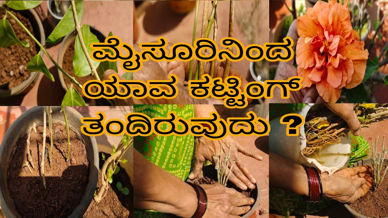 #ತುಂಬಾ_ವರ್ಷದಿಂದ_ಹುಡುಕುತ್ತಿದಾ_ಗಿಡ_ಯಾವುದು?