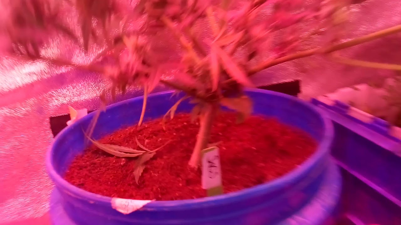 Alien lights auto sag genetics