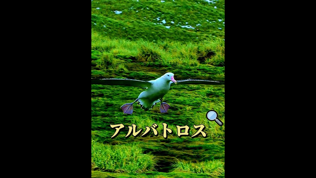 アルバトロス！ #動物 #animals #アルバトロス