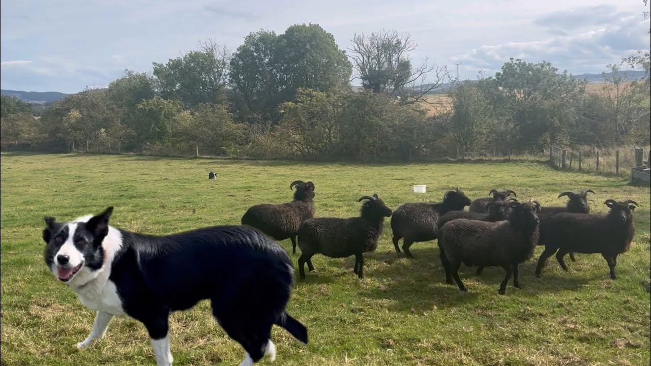 Border collie sheepdog in action, herding commands explained 