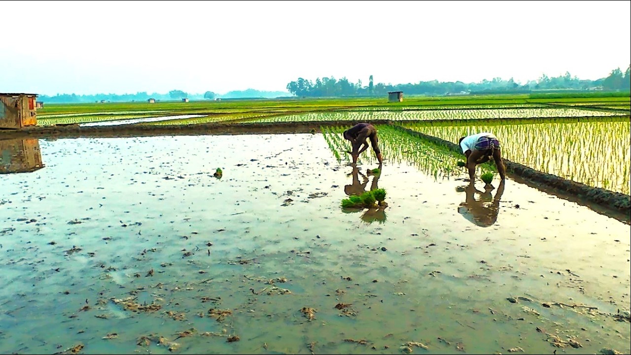 ইরি ধান রোপনের উৎসবে মেতেছে উত্তরাঞ্চলের কৃষক||Dibanishi Protidin