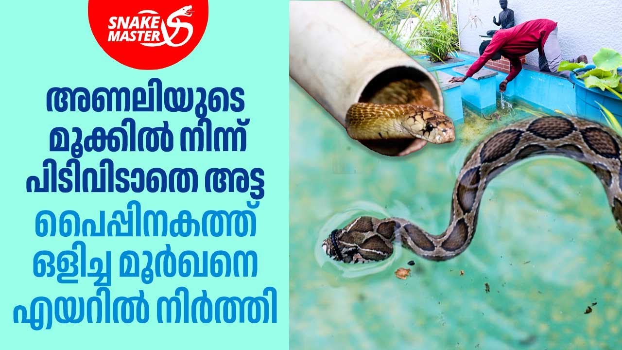 അണലിയുടെ മൂക്കിൽ അട്ട, പൈപ്പിനകത്ത് ഇരുന്ന മൂർഖൻ എയറിൽ| Snakemaster 1095 | Vava Suresh | Viper|Cobra
