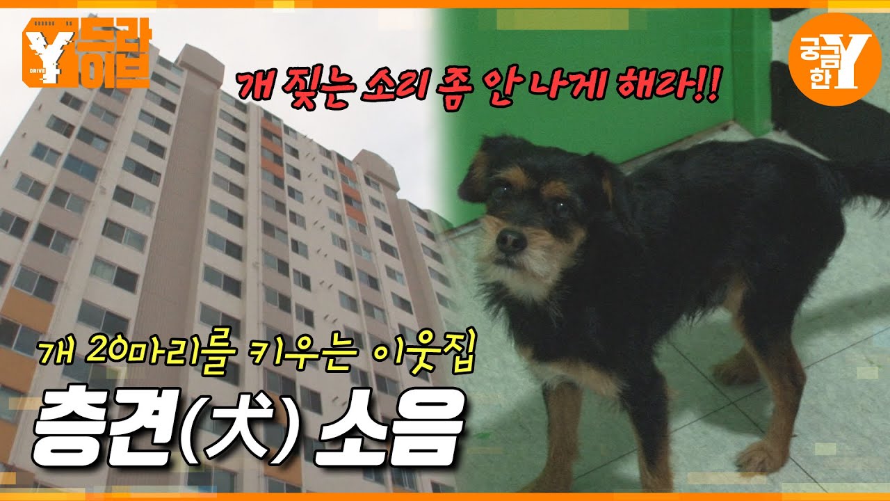 내 집 두고 모텔 월세살이 하게 만든 층견소음 🐕 | Y드라이브
