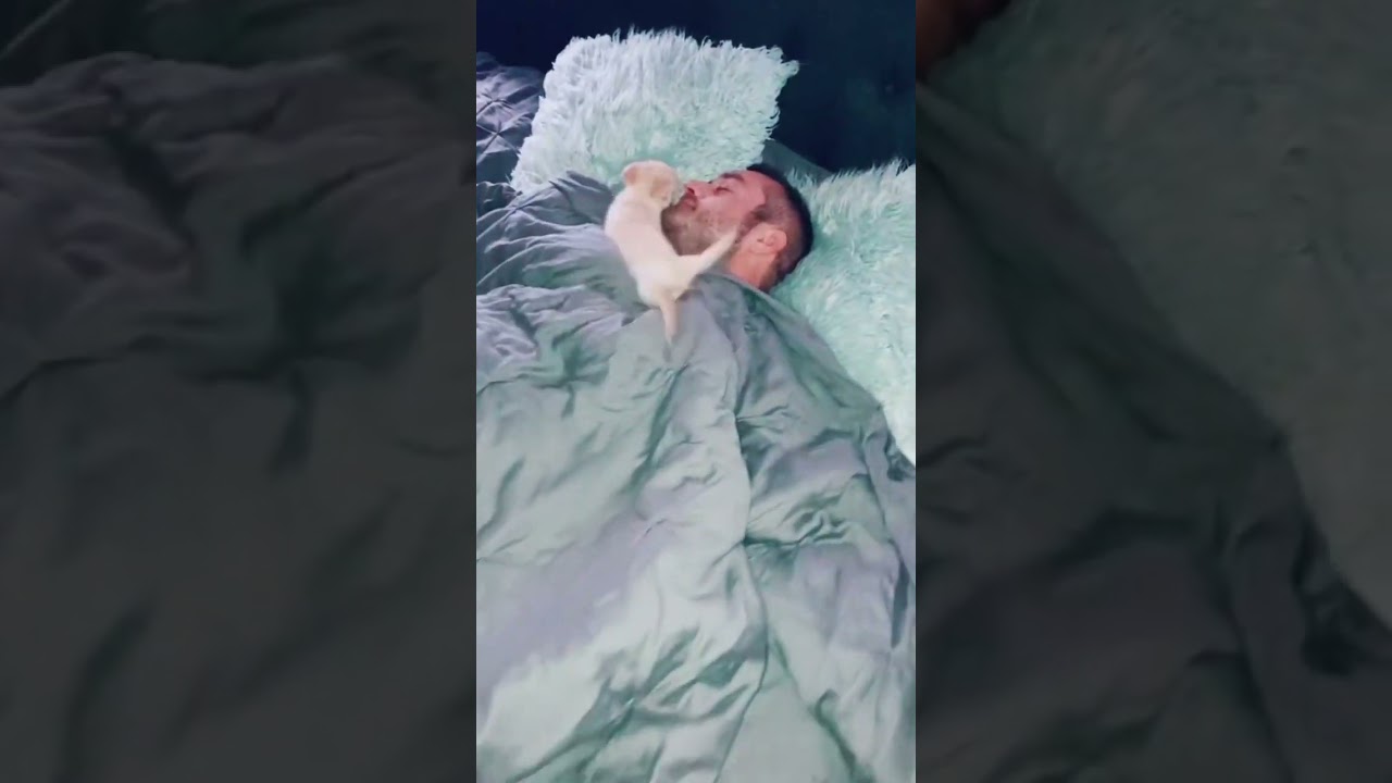 Cute little puppy waking up his owner! #cute #funny #fyp