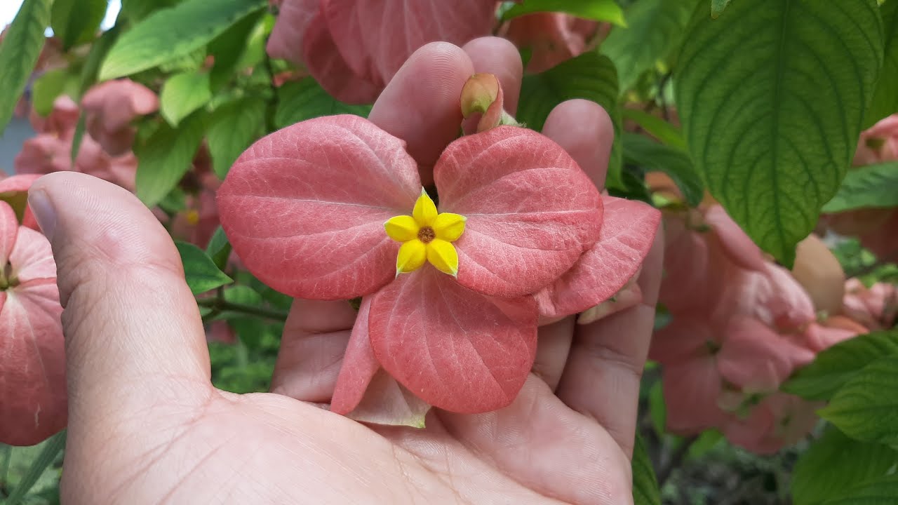 Cuidados de la Mussaenda / Flor de Cera / Lámpara de Buda / Mussaenda erythrophylla / Caraqueña