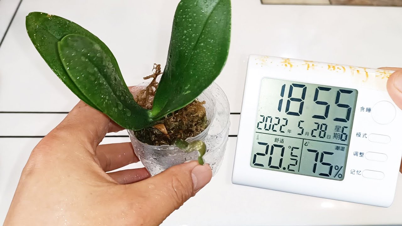 几块钱的蝴蝶兰小苗，掌握“3点”养护要点，明年就能开花！（阿涛养花183期）