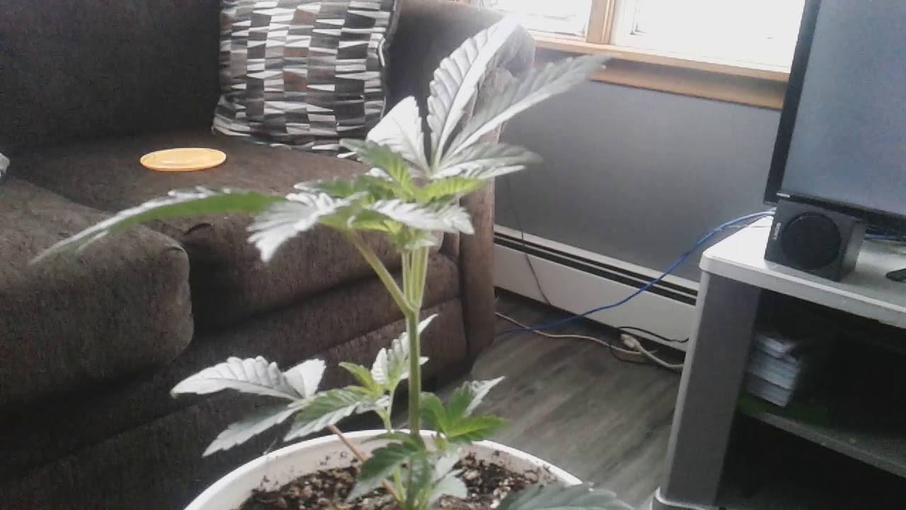 GrandDaddyPurple from seed