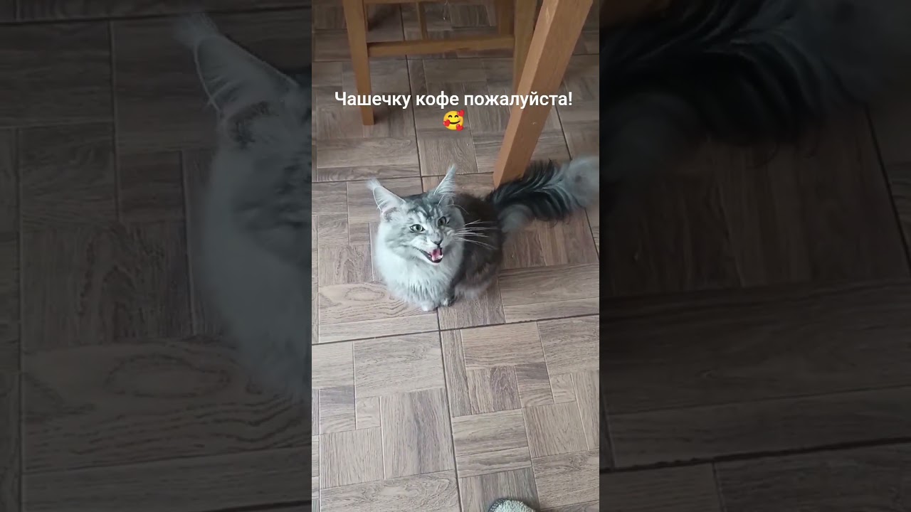 Утро. Мейн-кун. Кофе. #cat #mainecoon #pets #coffee #мейнкун