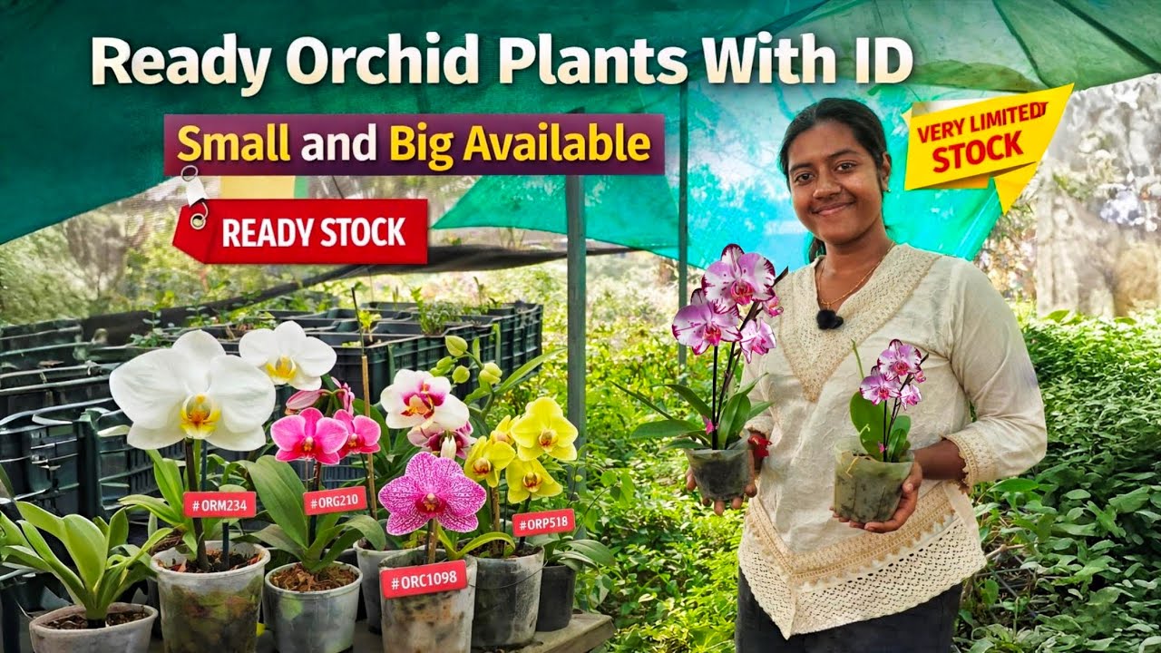 ফ্রেশ অর্কিড পাবেন ১০০% গ্যারান্টি সহ বাড়ি বসে ইন্ডিয়ার যেকোন প্রান্তে / Kolkata Orchid Nursery 