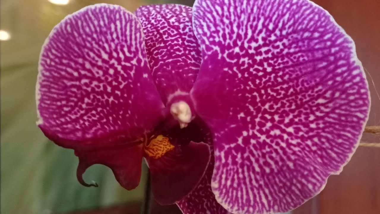 Химерність орхідеї