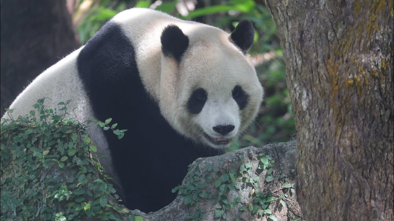 一早5把竹葉（午餐 可能不放食），圓寶妹泡水/樹上蹭蹭樂，最後乖乖吃竹葉！20260115