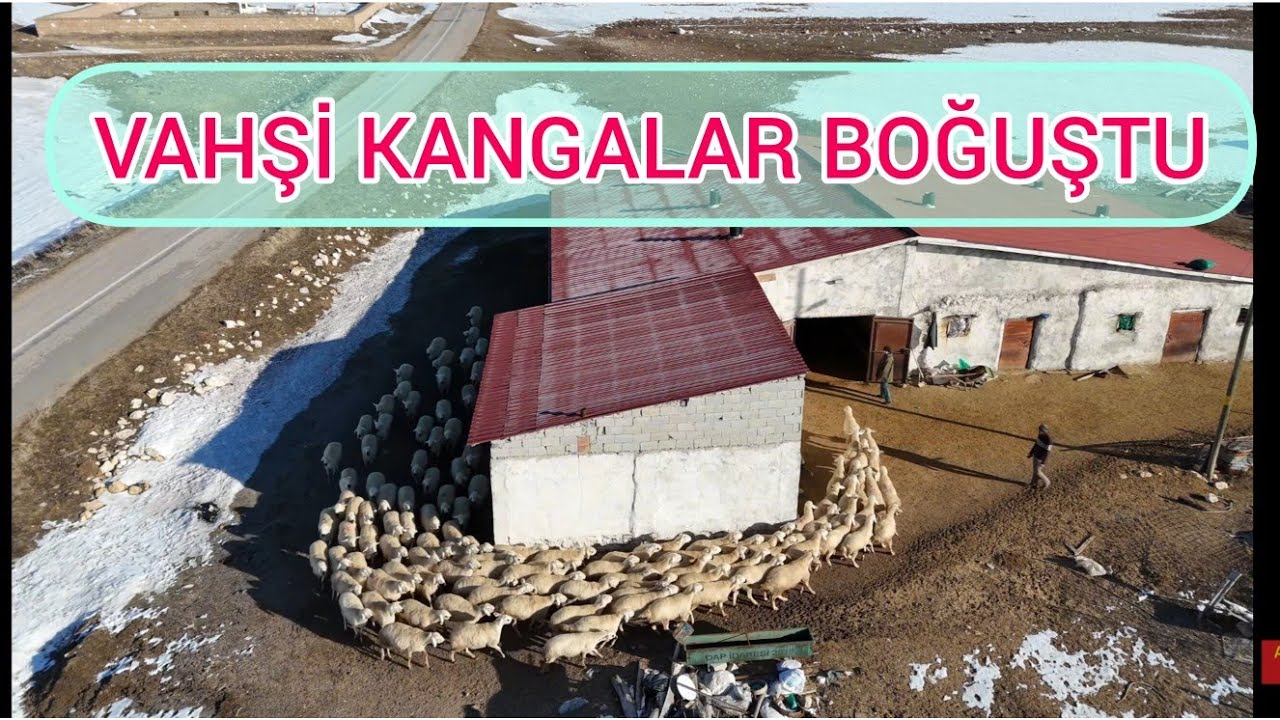 400 KOYUNLU BİR ÇİFTLİĞİN GÜNLÜK İŞLERİ