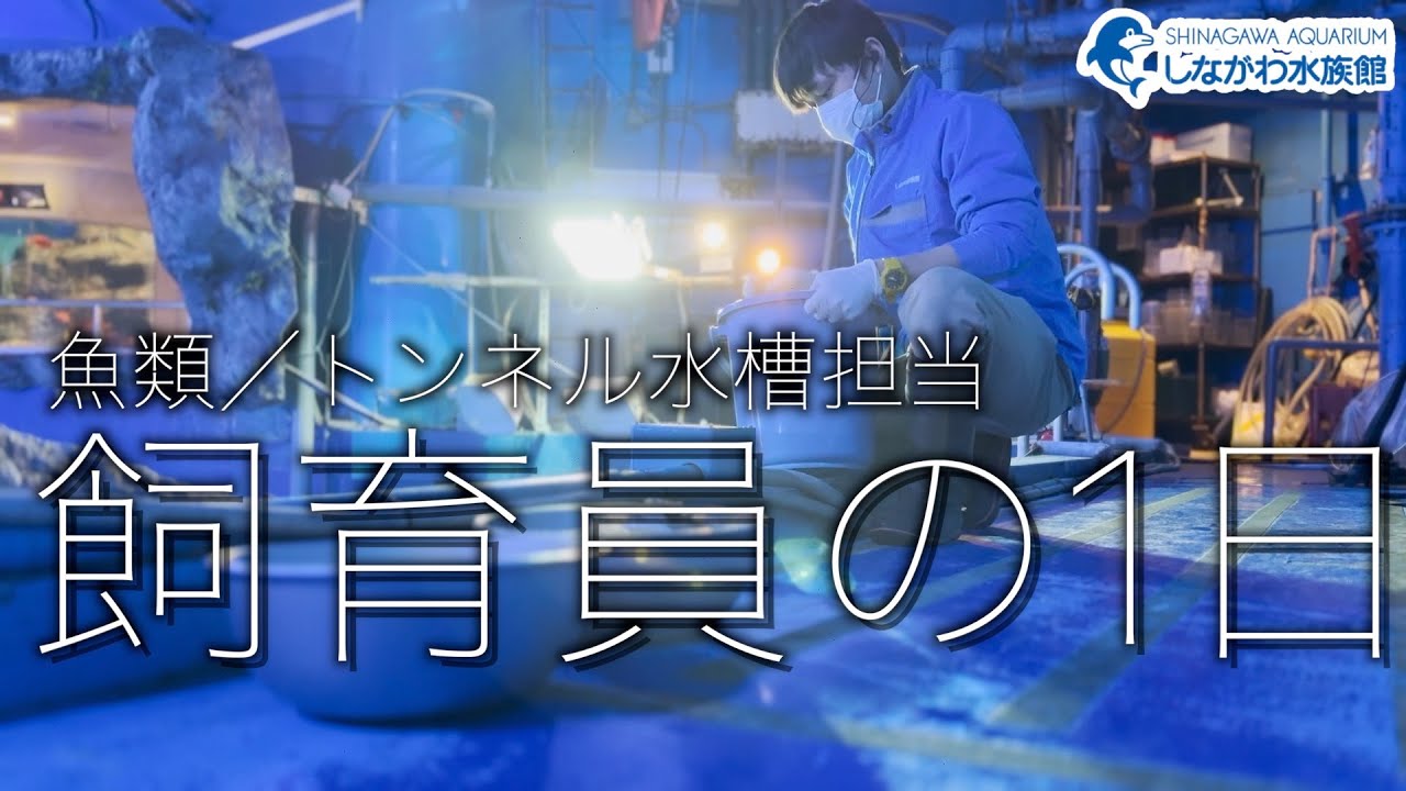 魚類チームの1日～トンネル水槽担当編～＠しながわ水族館
