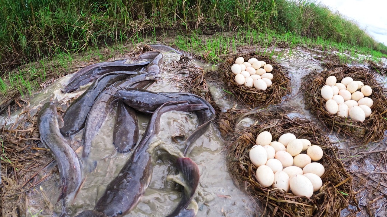 Wow Wow Amazing - Fisherman catch a lot of fish in mud water and pick eggs by best hand