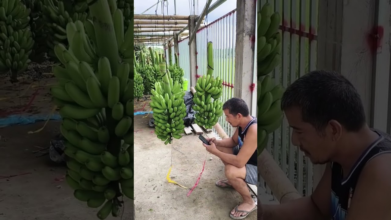 Difference between having sigatoka control and NONE#alagangkgurga#alagangmancozeb