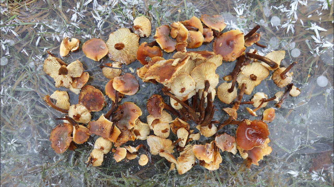 ZAMARZNIĘTE GRZYBY JADALNE w styczniowym lesie