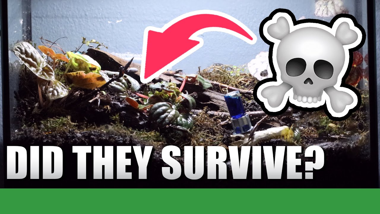 Digging Up My Pet Ant Colony | Camponotus Singularis #2 - Ant Holleufer