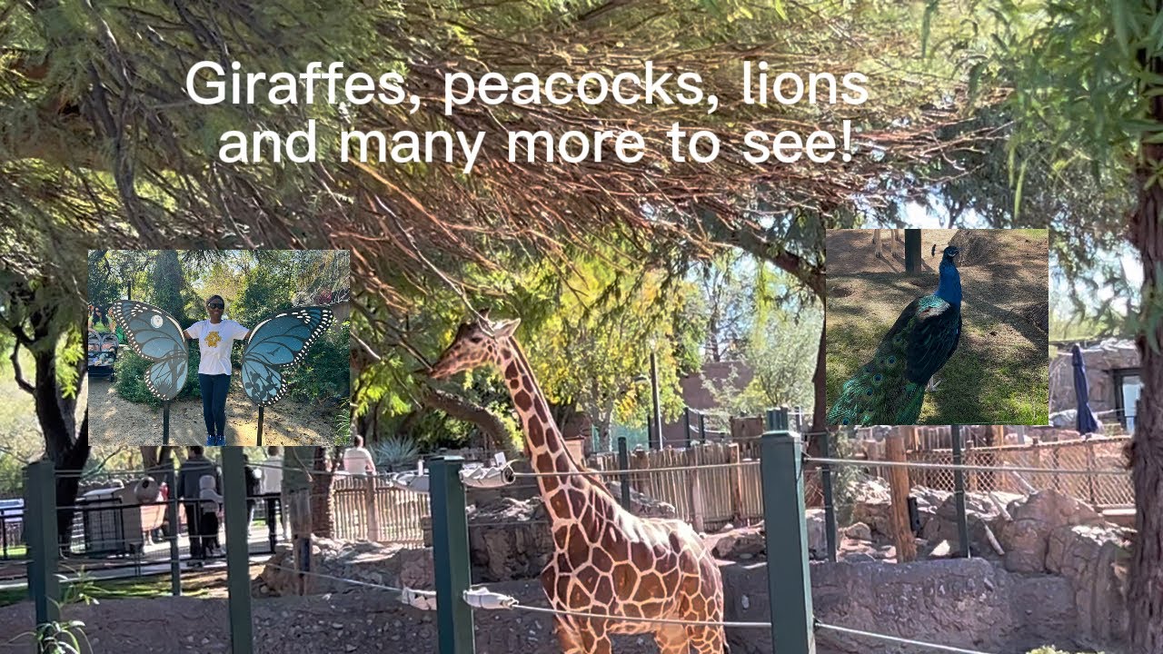 Tucson's Hidden Oasis: A ZOO-per Fun Day at Reid Park Zoo! #familyvlog #zoo #america #arizona 