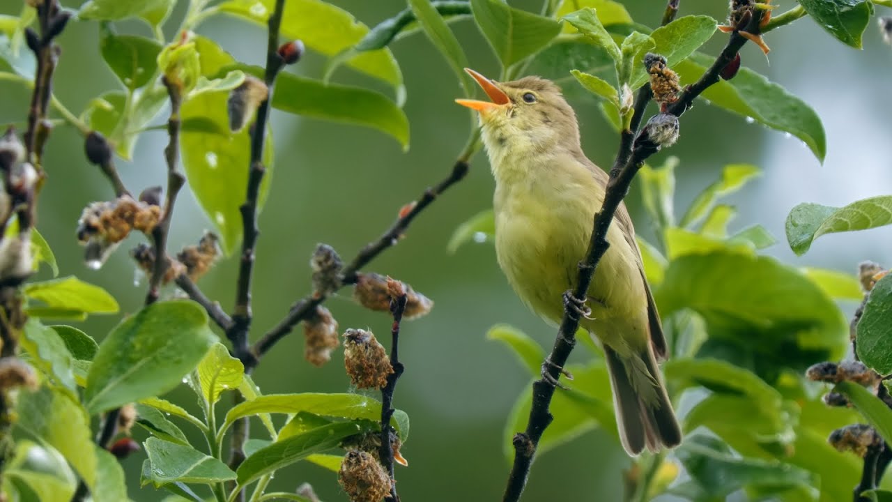 A Miraculously Rich Song by the Icterine Warbler ~ Hippolais icterina