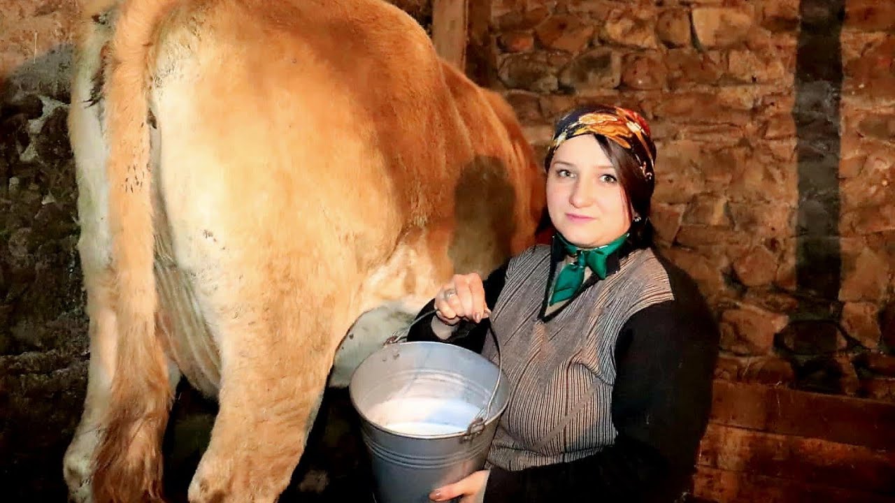 Էս Էլ Իմ Կովն Ու Իմ Ամենօրյա Գործը-Как Я Дою Корову-Моя Ежедневная Работа-Milk The Cows-Шамшадин