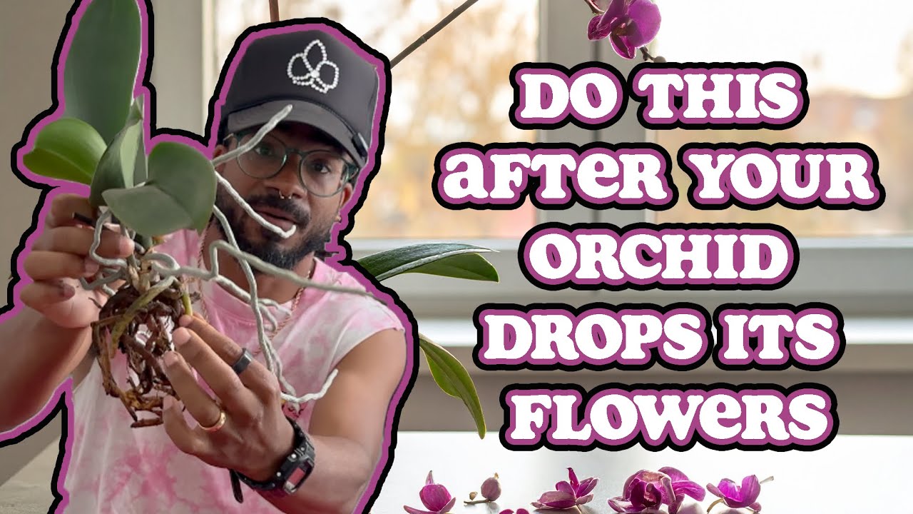How To Care For Your Orchid After Its Done Flowering [Phalaenopsis Care]